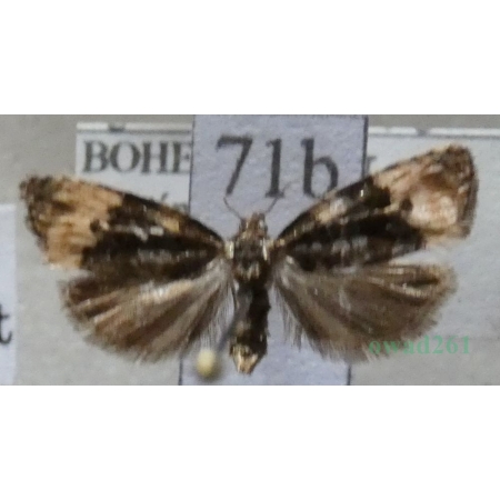 Hedya atropunctana (Zetterstedt, 1839) Czech71b